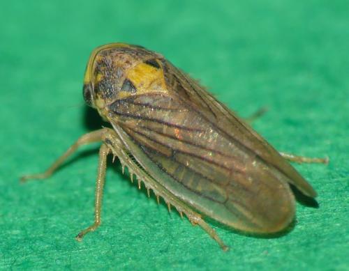 Macropsis sp.